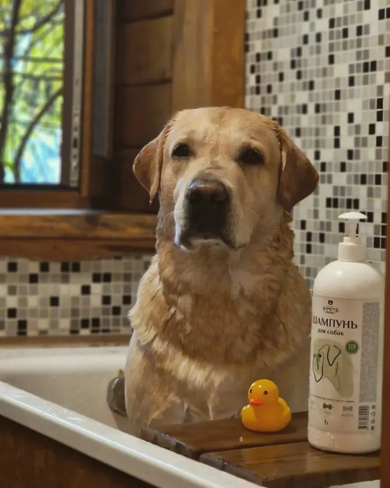 Old Boys 100 pet-friendly. Знаете почему Да потому что мы сами обожаем